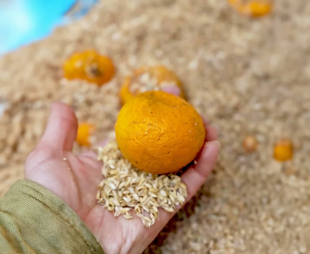 柚香は籾殻に包み、熟成させる